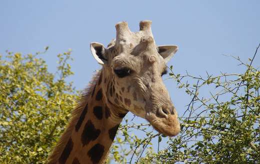 Nigeria giraffe photo online