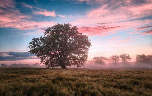 One tree under blue red sky