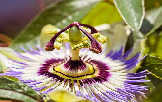 Passion flower bloom online