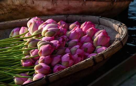 Pink lotus flowers online
