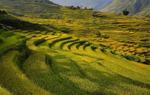 Rice terraces field landscape