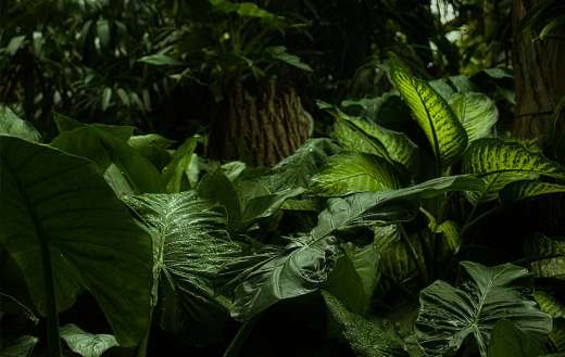 Tropical forest jungle online