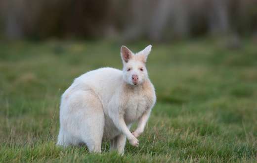 Wallaby small species kangaroo Eastern Australia
