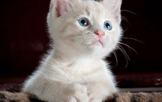 White young kitty cat online