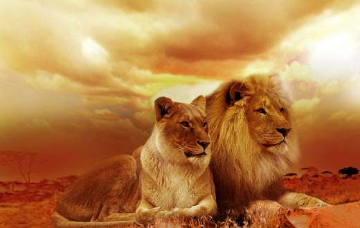 Wild-cats-lions-couple online