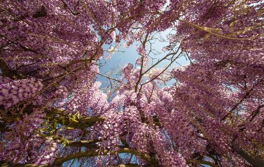 Wisteria flowers online