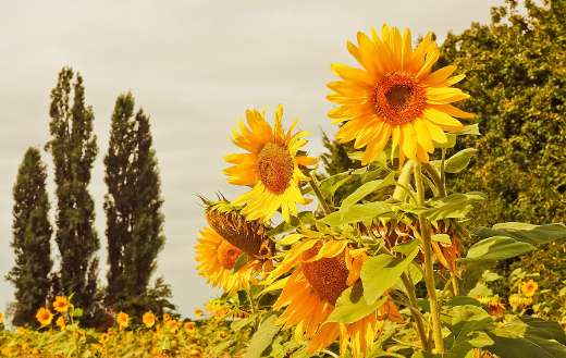 Yellow flowers sunflowers online