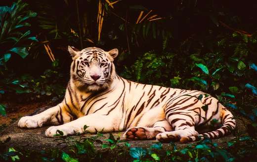 Albino rare tiger online