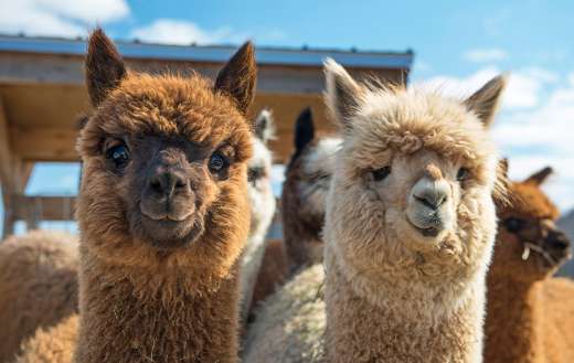 Alpacas looking at camera