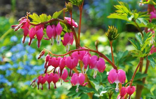 Asian bleeding heart flowers online