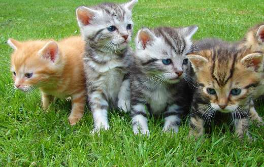 Assorted color kittens puzzle