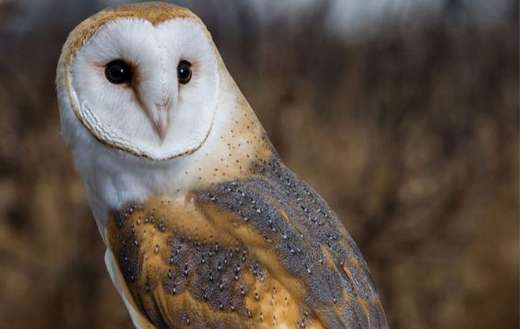 Awesome looking owl online