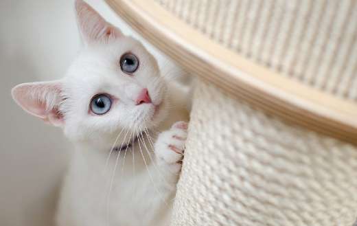 Beautiful white kitten puzzle