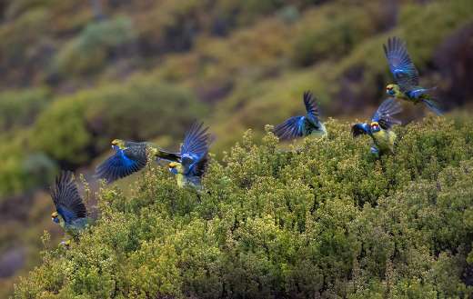 Birds on the bushes online