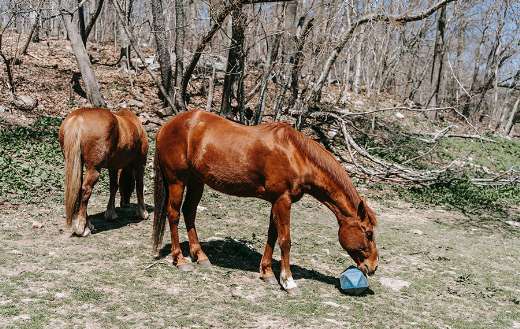 Brown horses on the field online