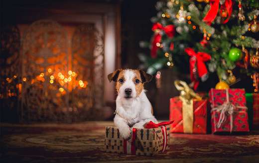 Doggy with his gift puzzle