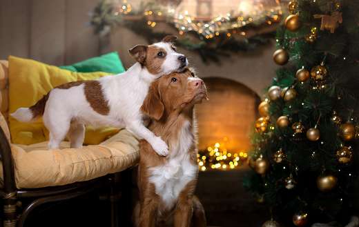 Family dogs christmas time puzzle