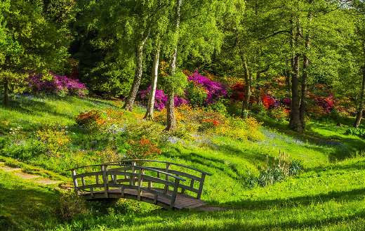 Green grass trees wooden bridge