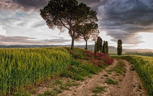 Nature rural path puzzle