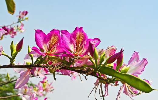 Pink bauhinia flowers online