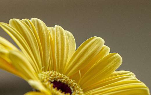 Super bright yellow flower