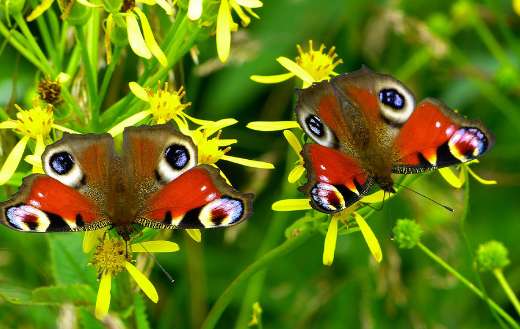two peacock butterflies puzzle
