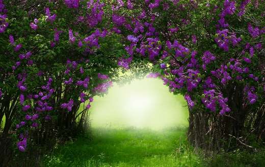 Beautiful lilac trees blossom
