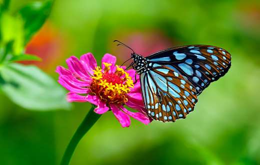 Blue tiger butterfly puzzle