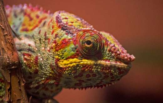 Bright color of chameleon puzzle
