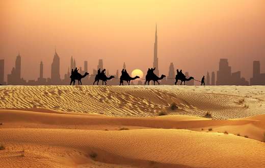 Camel tourist caravan walk sunset Dubai skyline