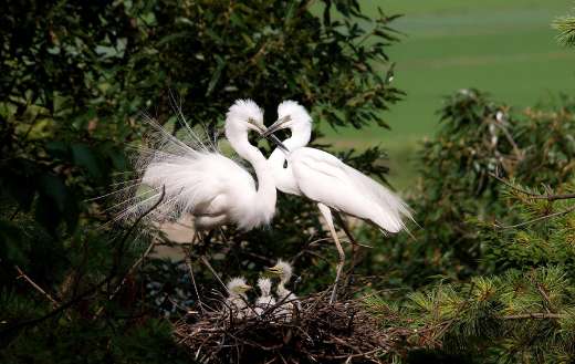 Couple egret nest puzzle