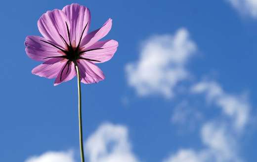 Single cosmos flower puzzle