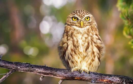 Bird animal owl perched nocturnal puzzle