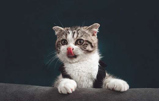 Cat with tongue out online