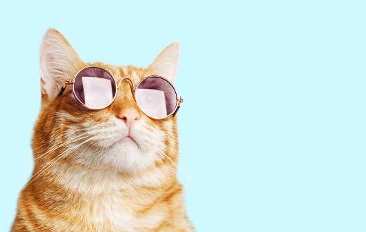 Close portrait ginger cat with sunglasses