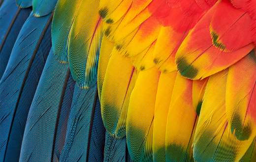 Colorful macaw plumage