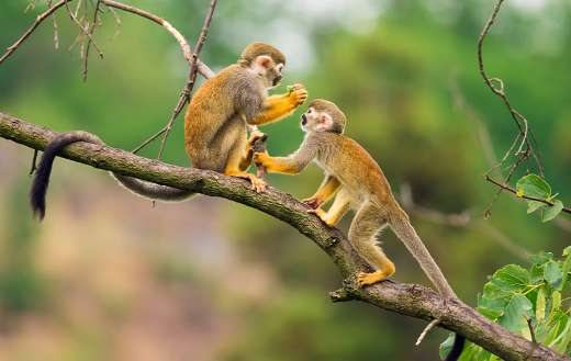 Common squirrel monkeys playing on a tree branch