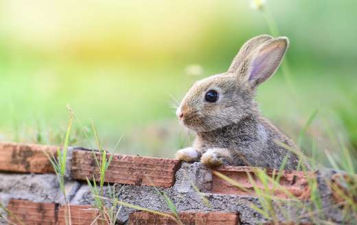 Cute rabbit sitting on brick wall