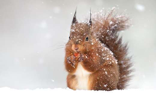 Cute red squirrel in the falling snow
