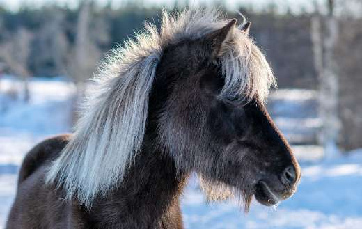 Dark brown Icelandic horse with white mane