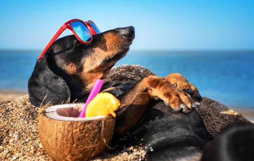 Dog dachshund black and tan