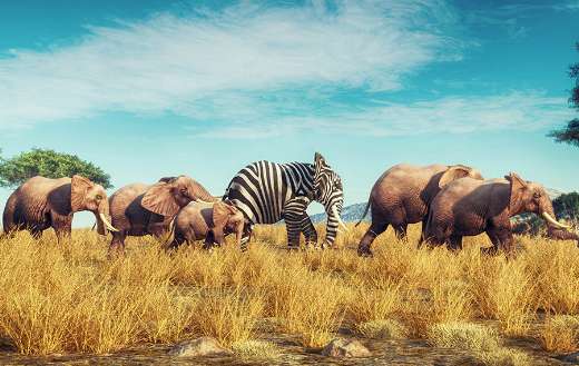 Elephant with zebra skin into crowd concept