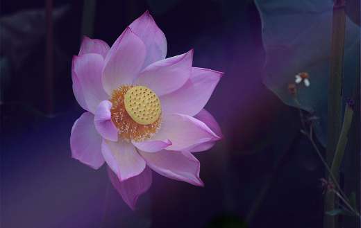 Flower lotus zin puzzle