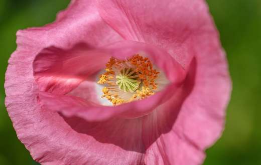 Close up picture of pink flower puzzle