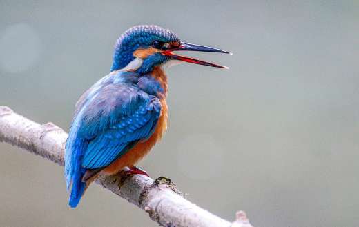 Nice blue orange bird color online