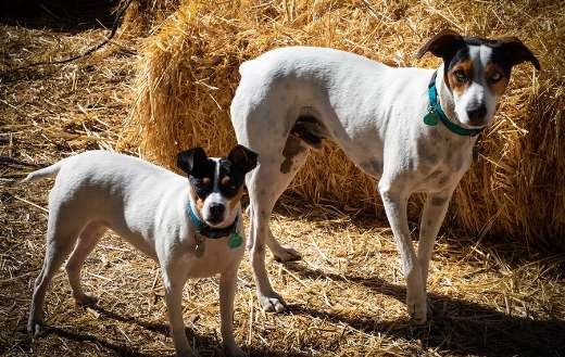 Two dogs on the block online