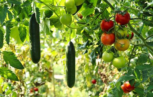 Vegetables garden online