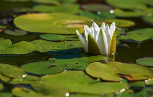 White water lily flower plant