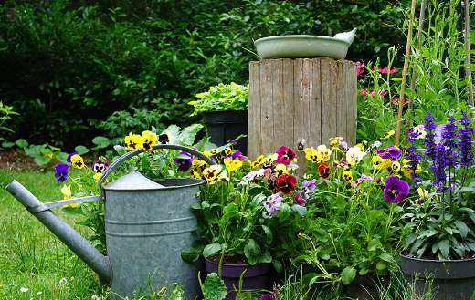 Wild herb and field flowers with iron watering can