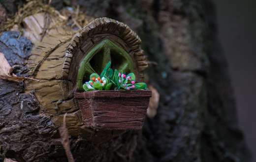 Window peeks from nook tree trunk